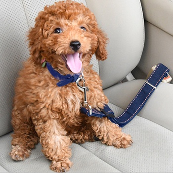 Dog Seat Belt Pet Dog Cat Car Seatbelt Safety Tether